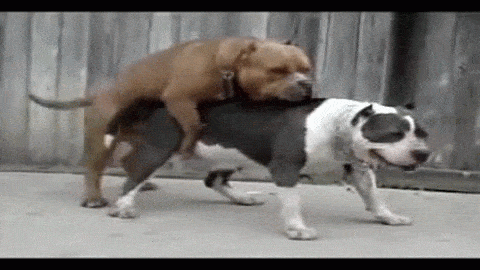 ed85e1daf79d44e6b53b4729474a1fdc