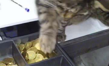 -котэ-воришка-2433254