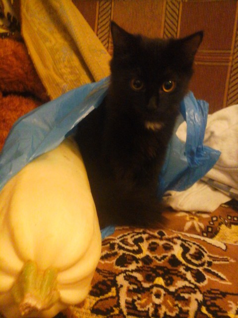 с планшета 213