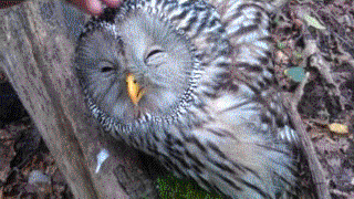 8dbf62f04c8bfc29b3932bdbfb886274