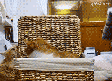 gifs_03