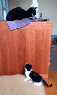 1443410309_277768175