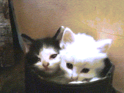 https__vk_com_gif_fak2