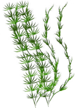 4520887-thumb