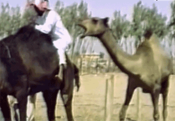 gifs_11