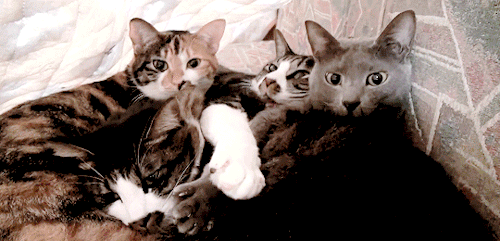 86fe5714f3fad466649a2b84f94