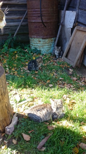 Общее фото котят