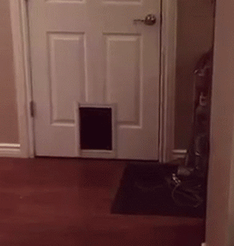 1444905780_giffnabor_21731