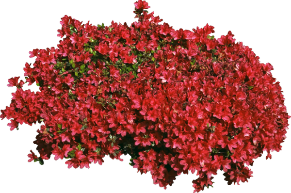 1440162289_trees-bushes-01