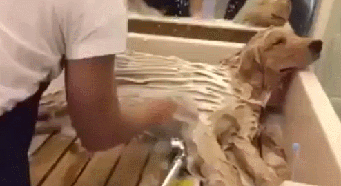 -живность-гифки-мытье-2516136