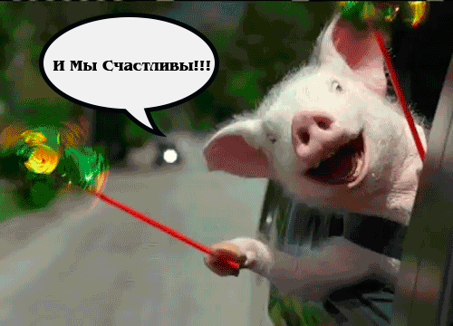 -свинья-сбежала-из-городских-квартир-2