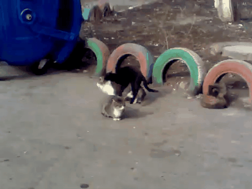 кошки трахаются