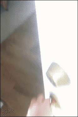Suspicioussittingdog