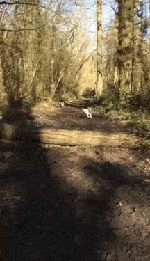 _dog_jump_wood