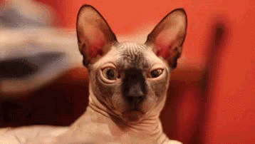 смотрит как на говно, презрение