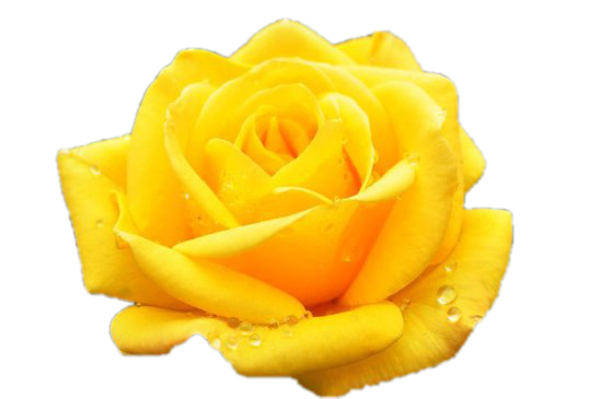 Желтая-Прозрачный фон