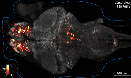 -мозг-рыба-geek-614138
