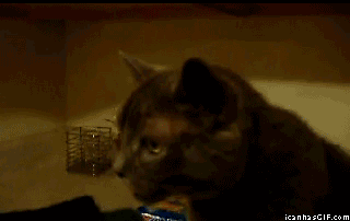 kotyesoplipesochnica239223_yapfiles.ru