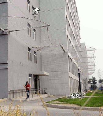  Китайские-лемминги