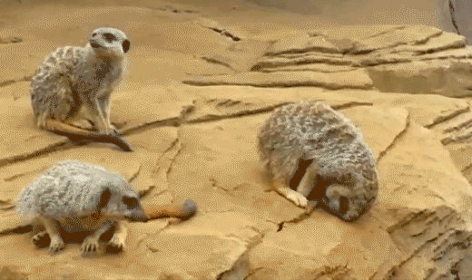 daily_gifdump_934_23