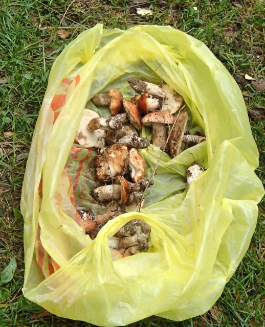 14. Подножный корм