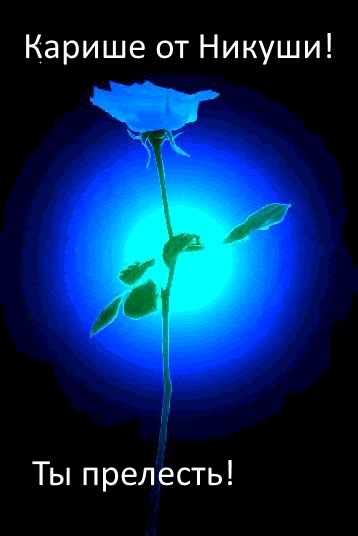 flower00097qh1_zps7mhp3du5[1]