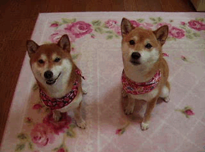 https__vk_com_gif_fak (7)