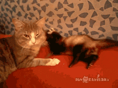 tumblr_nx0jzlbc0d1s02vreo1_400