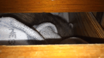 tumblr_nx0jzlbc0d1s02vreo4_400