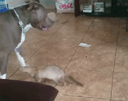 tumblr_nx0jzlbc0d1s02vreo7_250