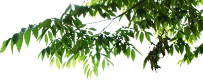 hanging-leaves-psd-449487