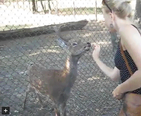 Благордный олень