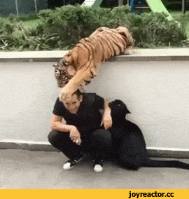 kokigikazhivnoalneyaia2559941