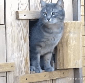 кот