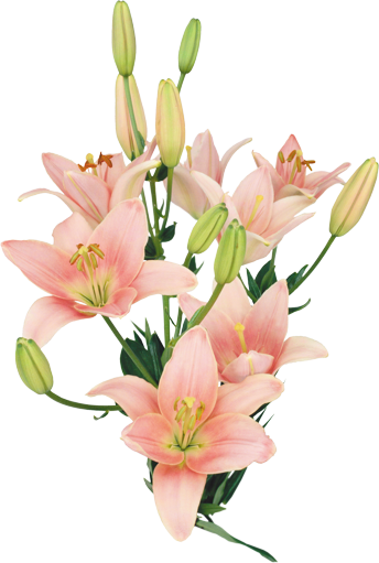 rozovye-lilii.1png