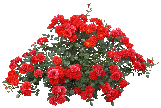 15252002