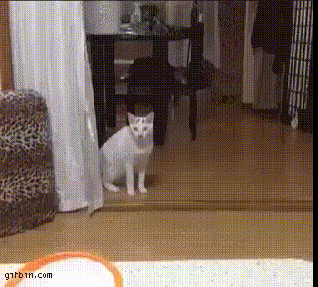кот шагает