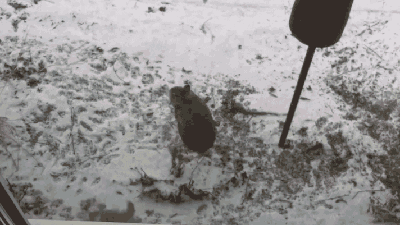 кролик и белка