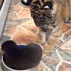 -выдра-живность-гифки-2588882