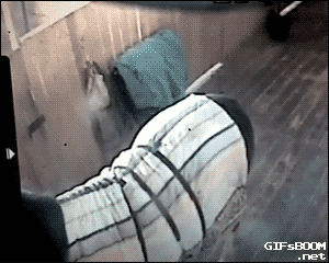 кот и лошадь