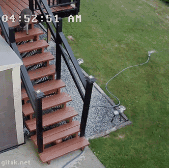 -енот-котэ-военная-хитрость-2597663