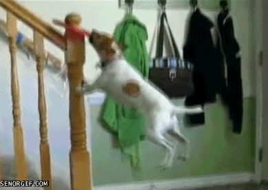 8378108395977_gifs_05