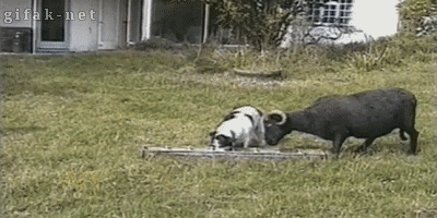 94080693555120_gifs_02