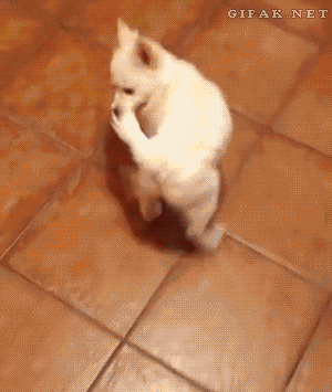 1420619303_gifs_17