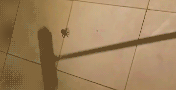 Spider