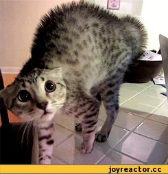 D0B3D0B8D184D0BAD0B8D0BAD0BED182D0B6D0B8D0B2D0BDD0BED181D182D18CD0BED0B1D0BCD0B0D0BD723345