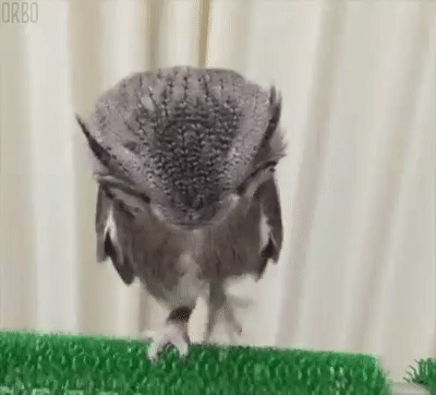 -дорожка-gif-2609115