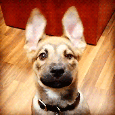 -милота-гифки-2611691