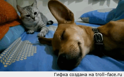 2911b6a64dc90fc5cfad63207f6_yapfiles.ru