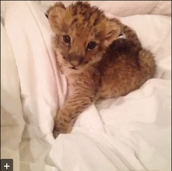 8d98c003d05b29f0e0247eb4135